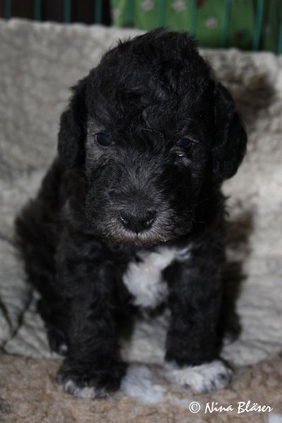 Rüde 2009-06-14 (18).JPG